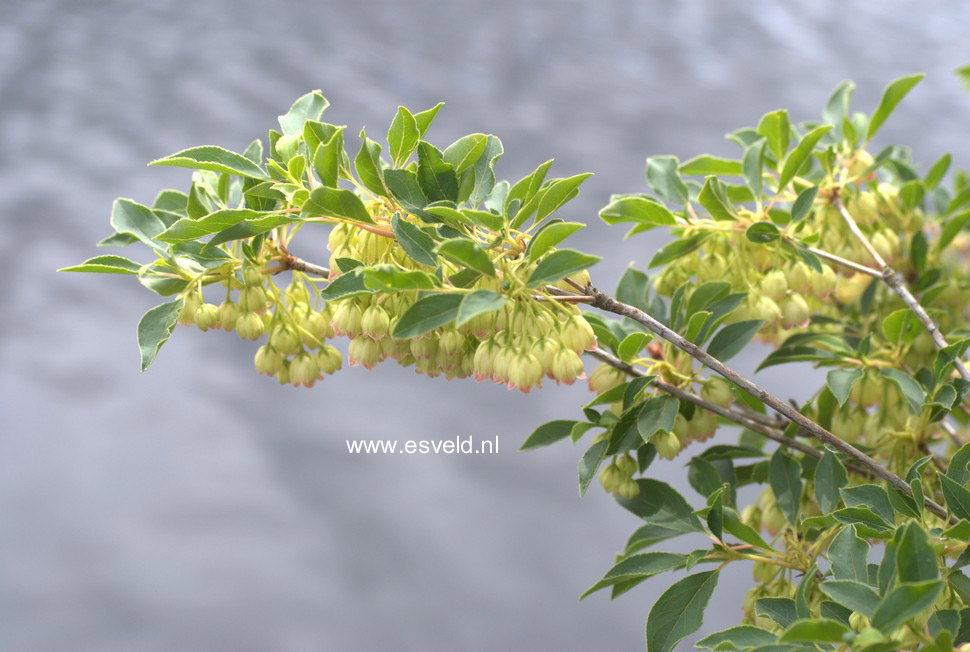 Enkianthus campanulatus 'Albiflorus'