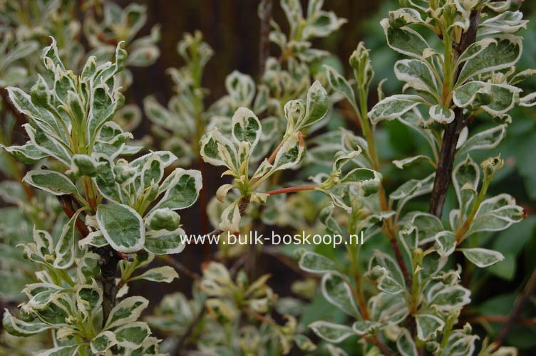 Enkianthus campanulatus 'Tokyo Masquerade'