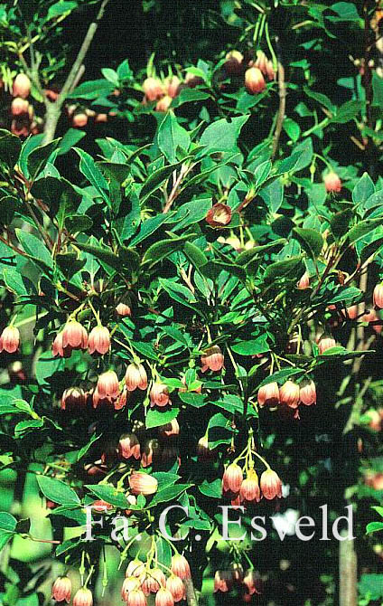 Enkianthus campanulatus 'Vesta'