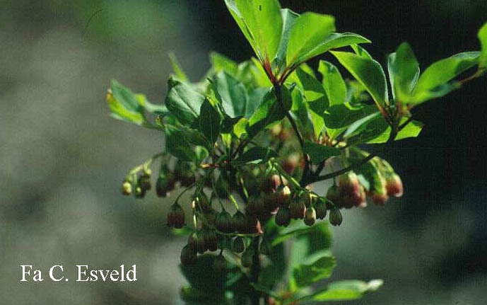 Enkianthus campanulatus 'Victoria'
