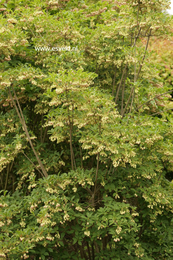 Enkianthus campanulatus 'Virgo'