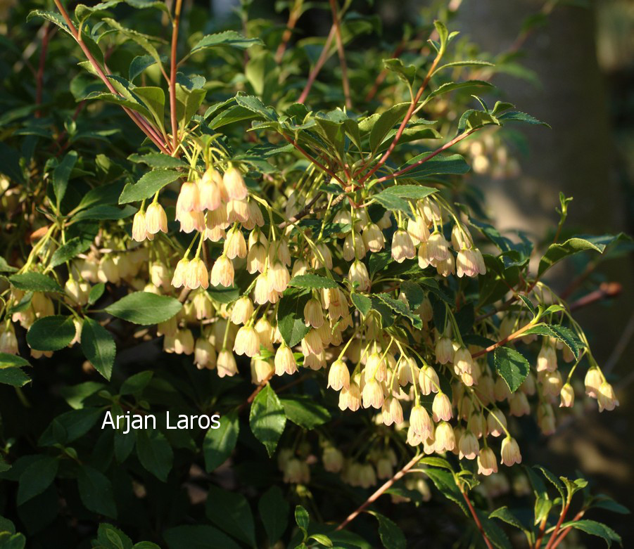 Enkianthus campanulatus 'Wallaby'