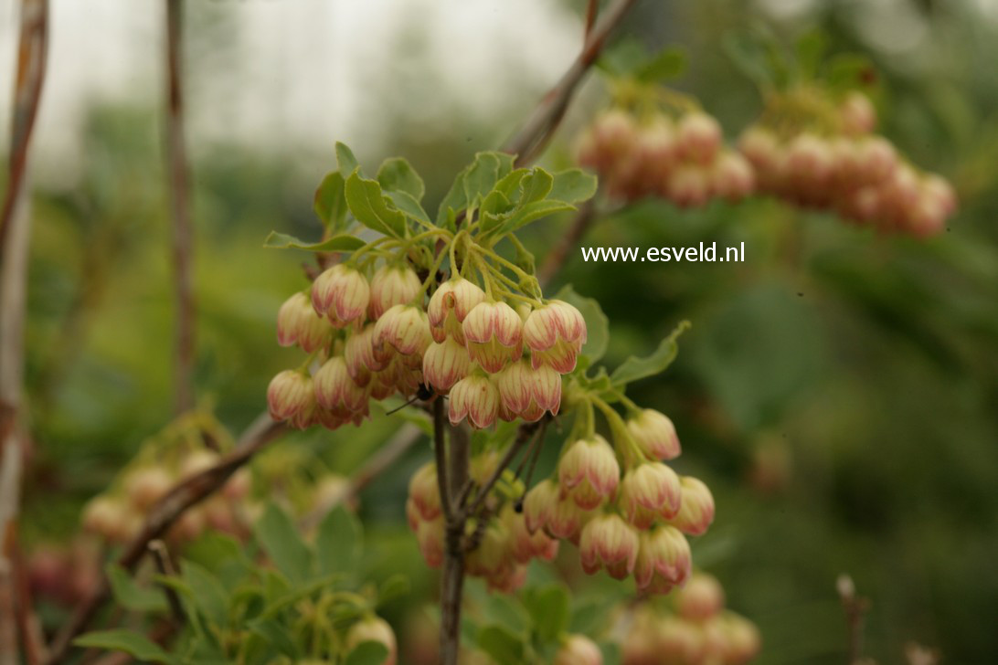 Enkianthus campanulatus paniculatus