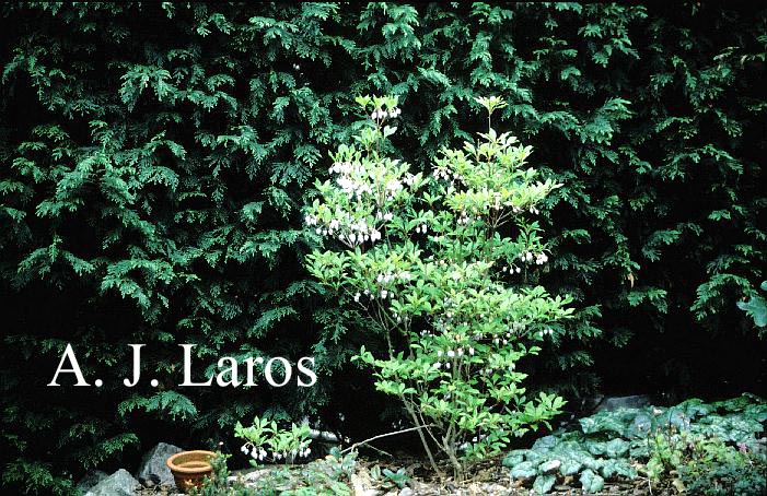 Enkianthus perulatus