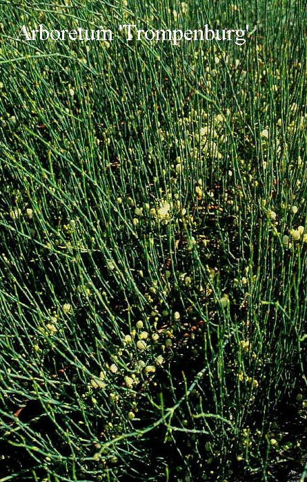 Ephedra gerardiana Ephedra gerardiana