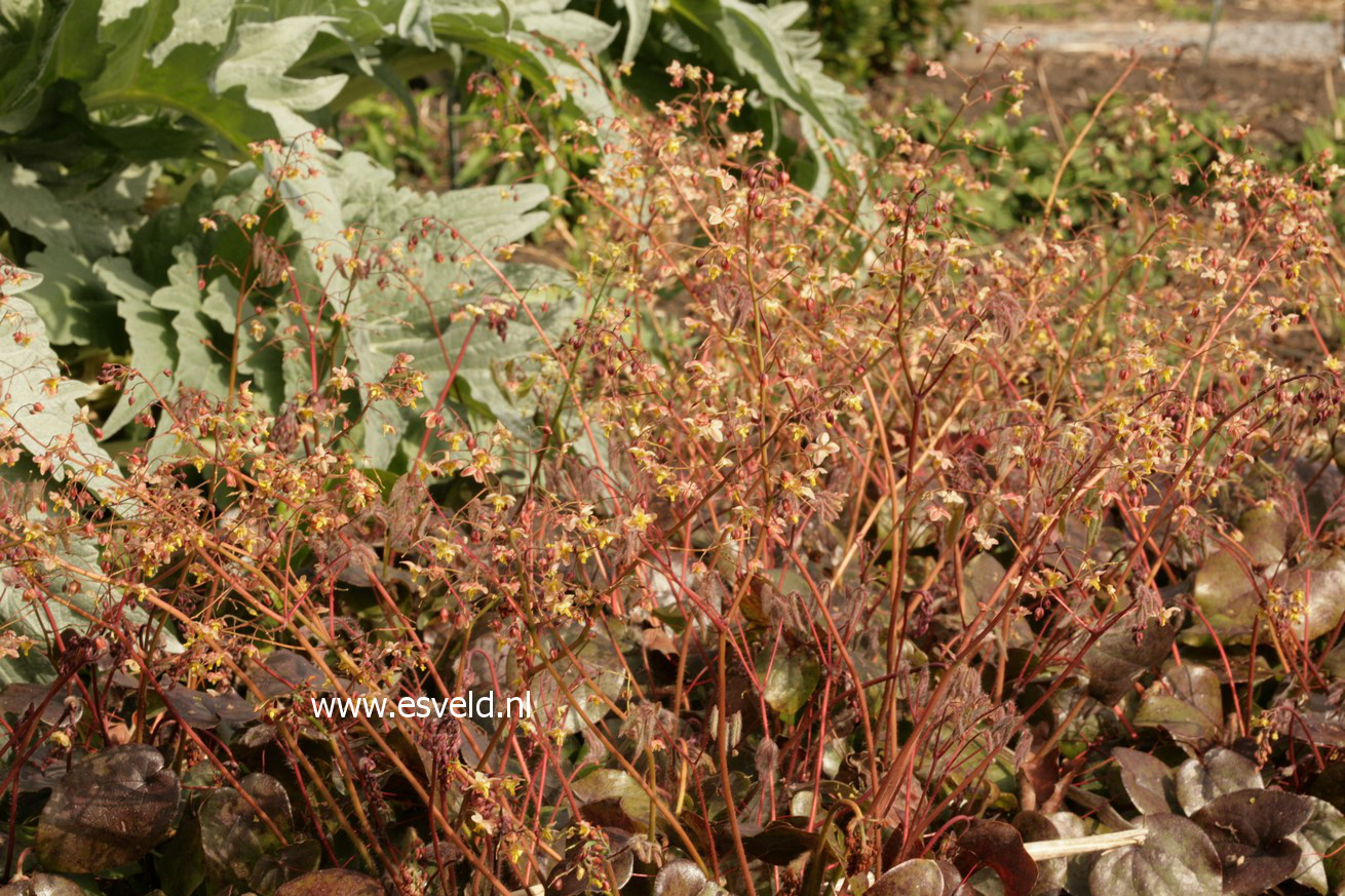 Epimedium pinnatum 'Black Sea'