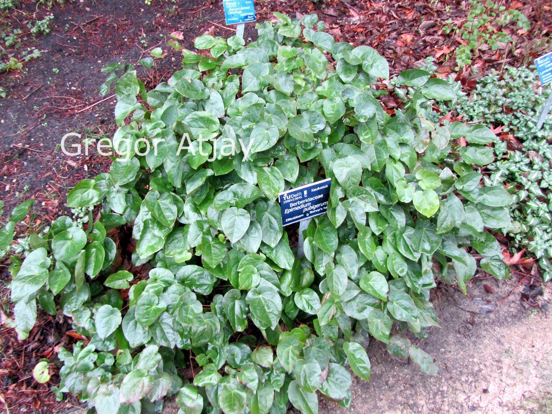 Epimedium pubigerum