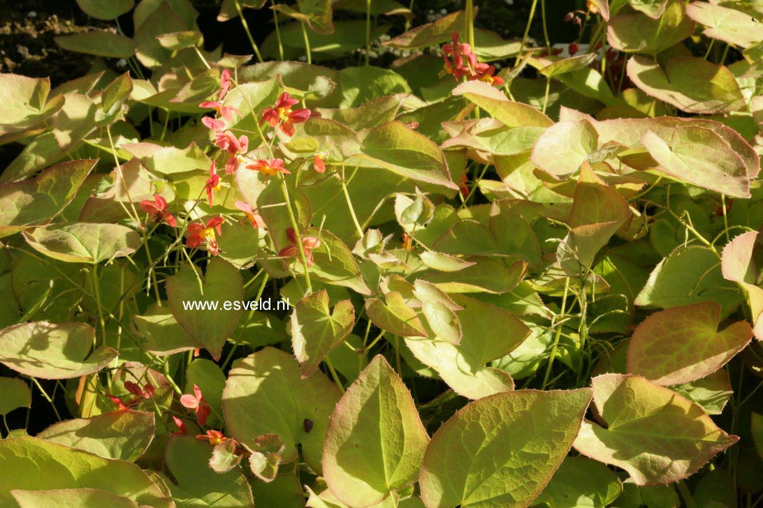 Epimedium warleyense