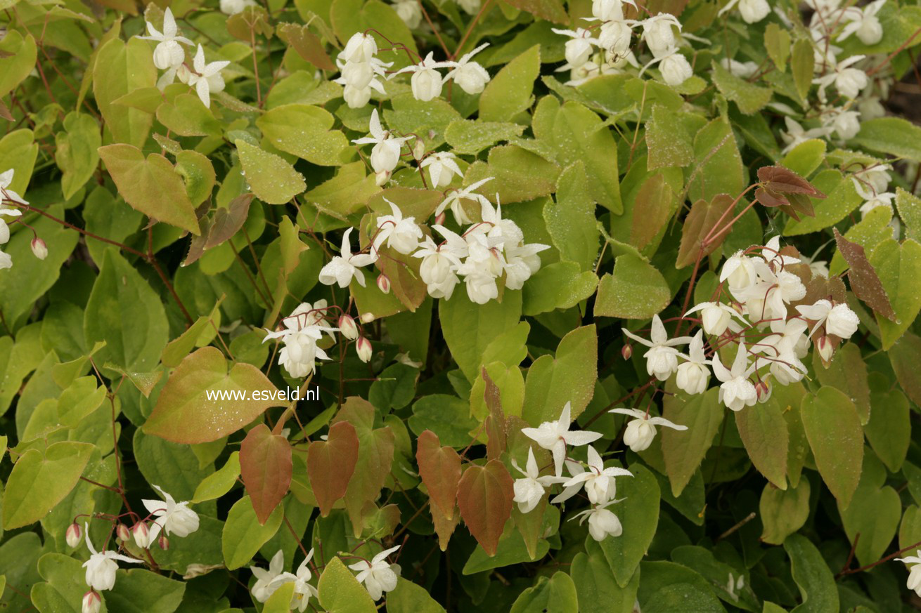 Epimedium youngianum 'Niveum'
