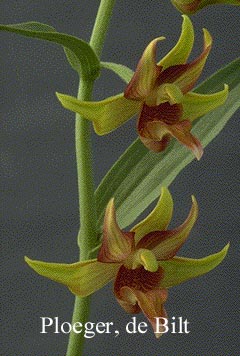 Epipactis 'Lowland Legacy'