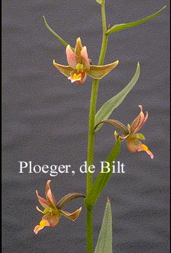 Epipactis 'Sabine'