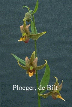Epipactis gigantea Epipactis gigantea