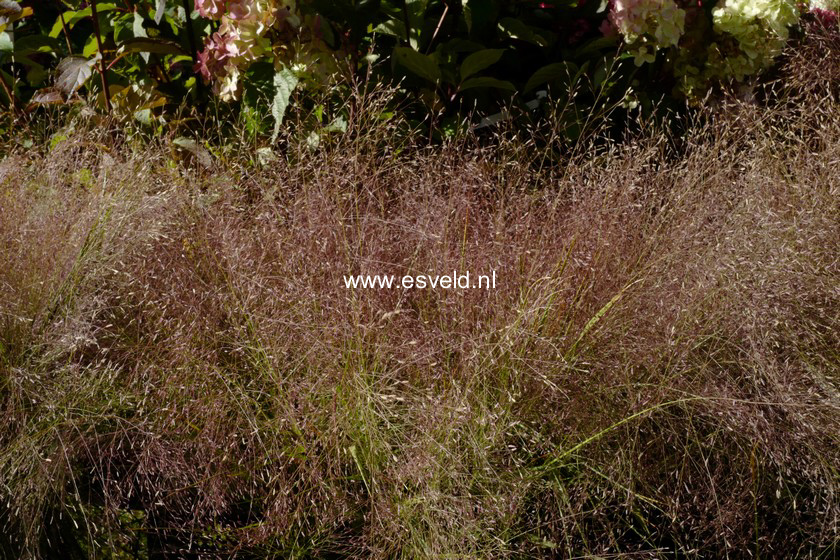 Eragrostis spectabilis