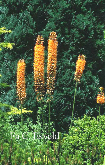 Eremurus stenophyllus