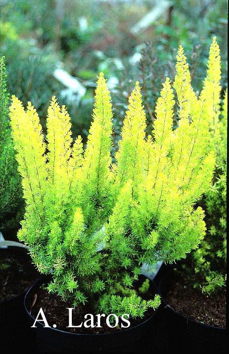 Erica arborea 'Estrella Gold'