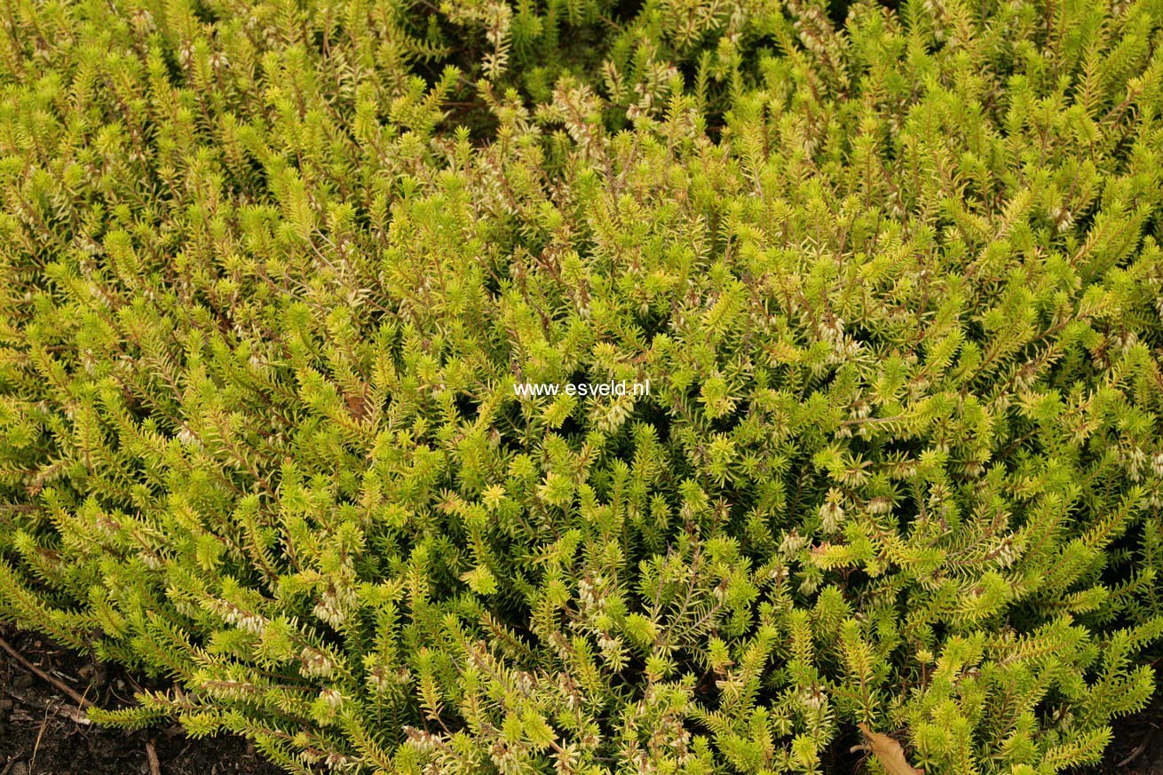 Erica carnea 'Foxhollow'