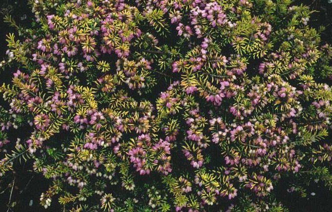 Erica carnea 'Hilletje' Erica carnea 'Hilletje'