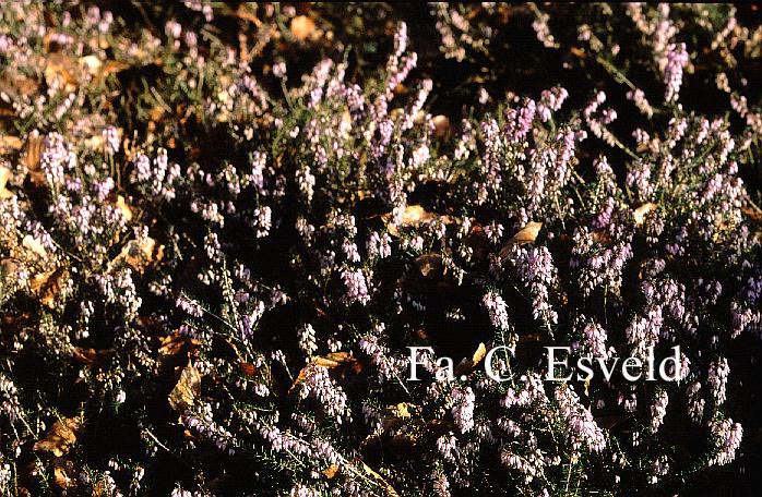 Erica carnea 'R.B. Cooke' Erica carnea 'R.B. Cooke'