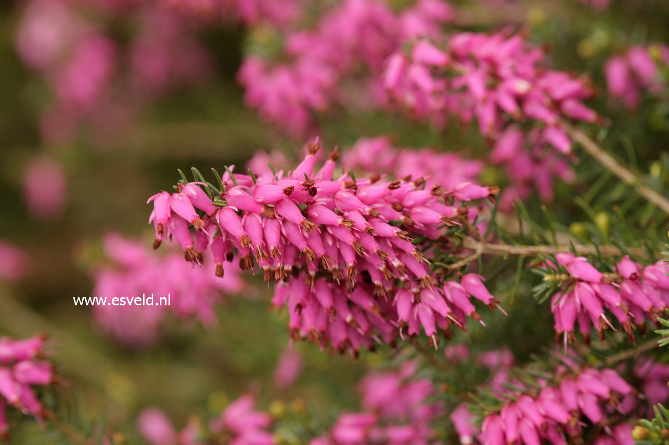 Erica carnea 'Rosalie'