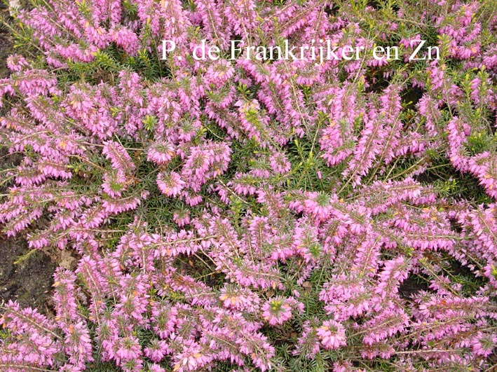 Erica carnea 'Springwood Pink'