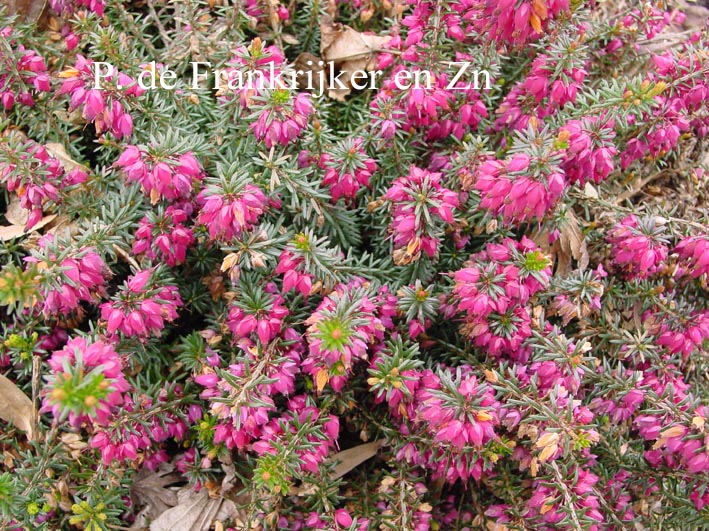 Erica carnea 'Winterfreude'