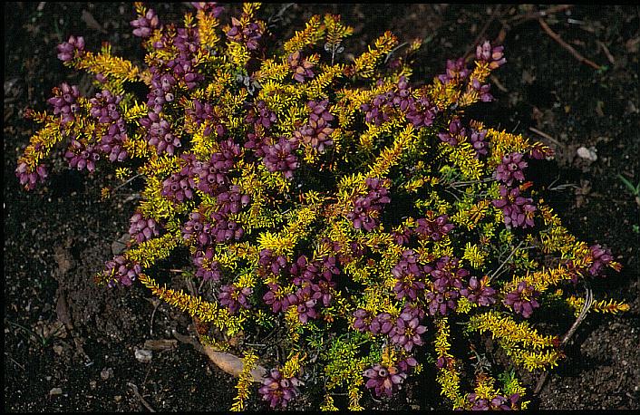 Erica cinerea 'Golden Charm' Erica cinerea 'Golden Charm'