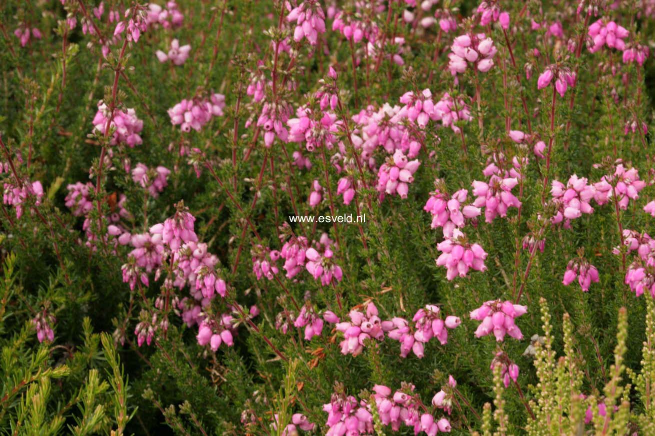 Erica cinerea 'Sandpit Hill'