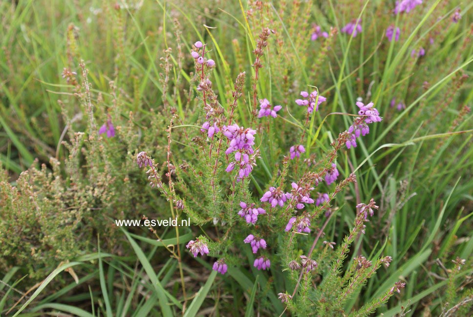 Erica cinerea