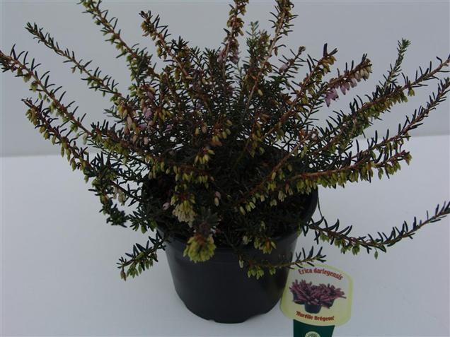 Erica darleyensis 'Aurelie Bregeon' Erica darleyensis 'Aurelie Bregeon'