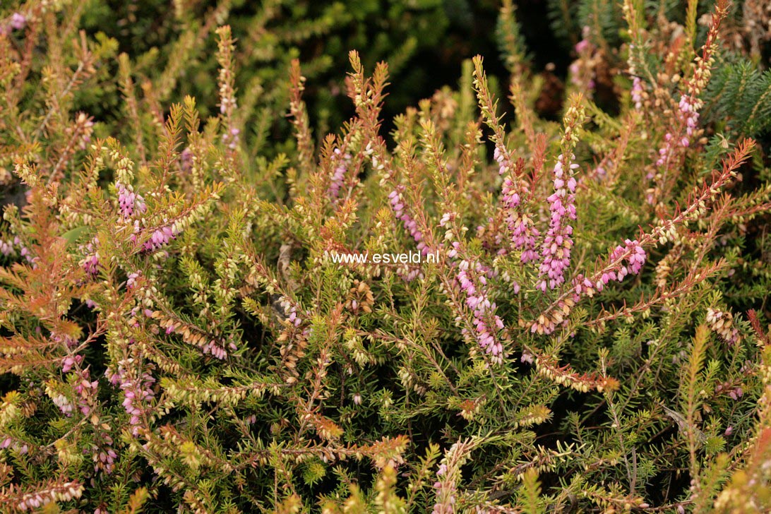 Erica darleyensis 'Eva Gold'