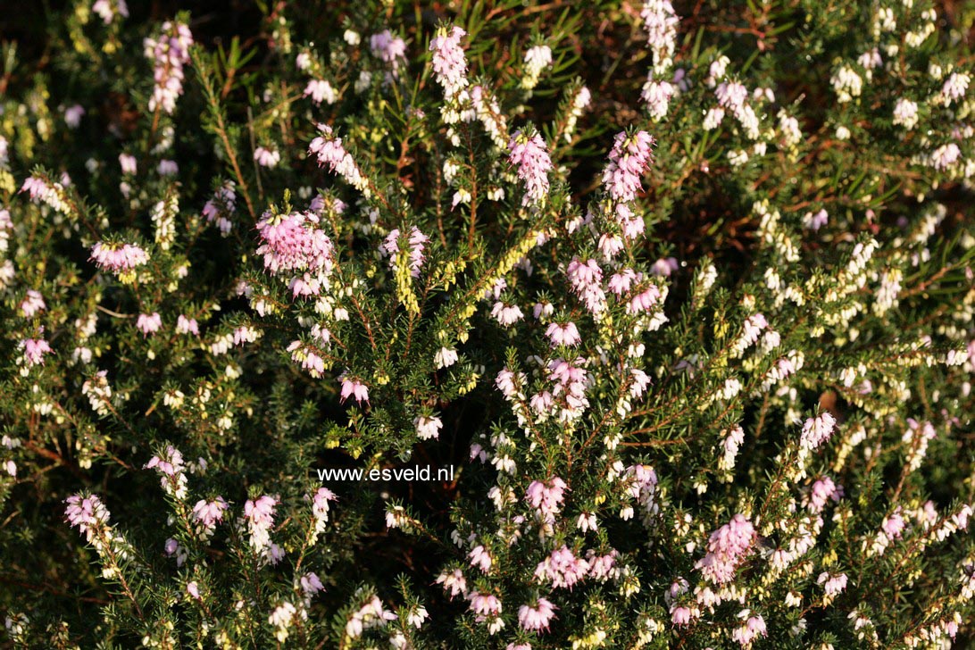 Erica darleyensis 'Furzey'