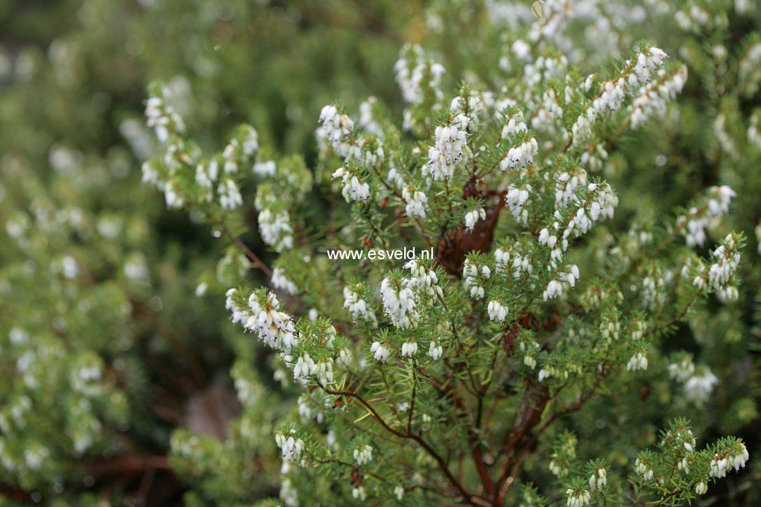 Erica darleyensis 'Jenny Porter'