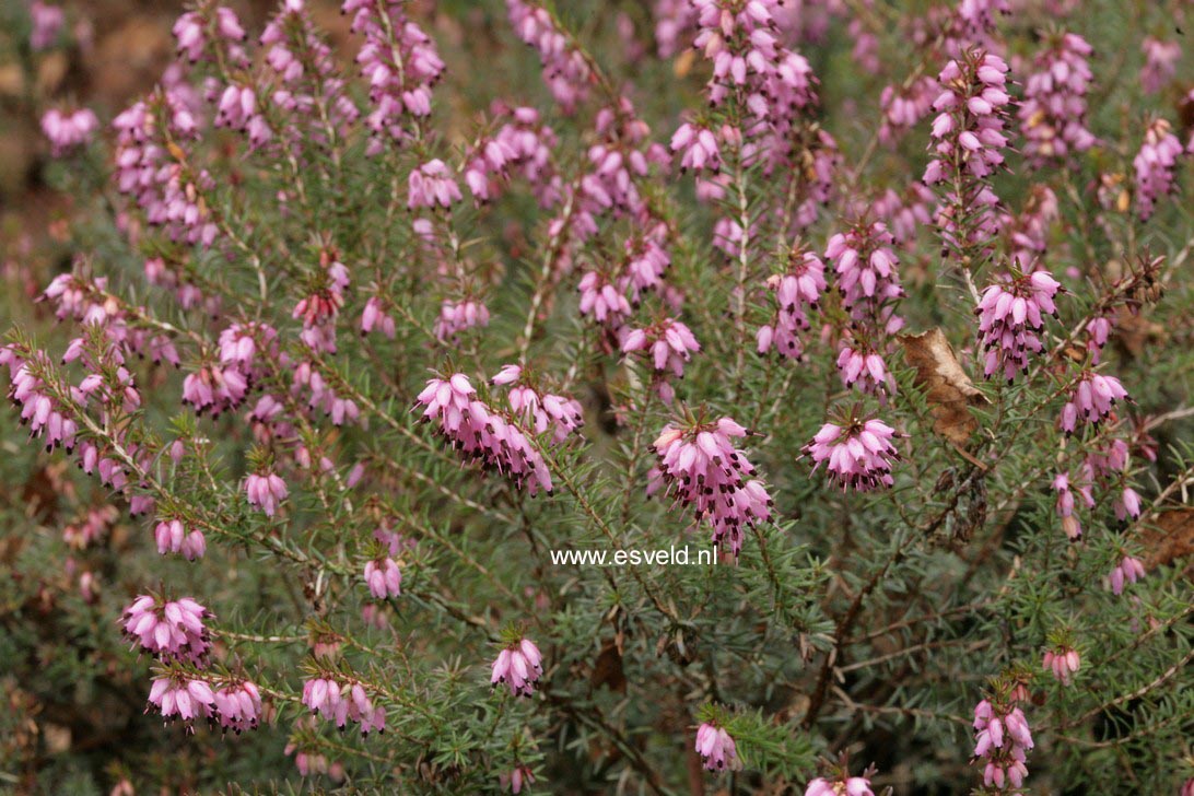 Erica darleyensis 'Mary Helen'