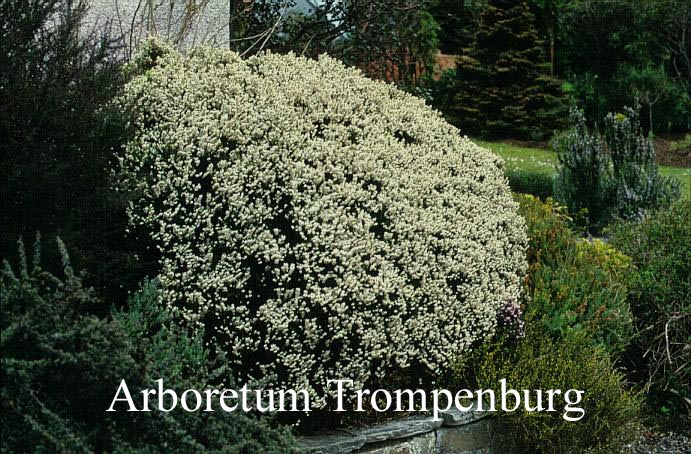 Erica erigena 'W.T. Rackliff' Erica erigena 'W.T. Rackliff'