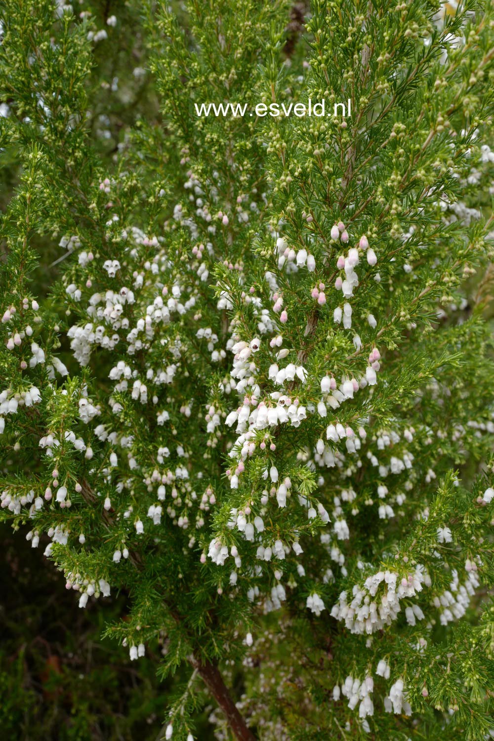 Erica lusitanica