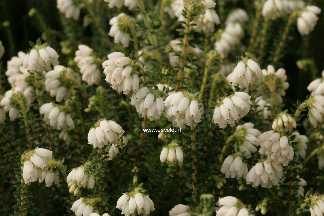 Erica mackaiana 'Dr. Ronald Gray'