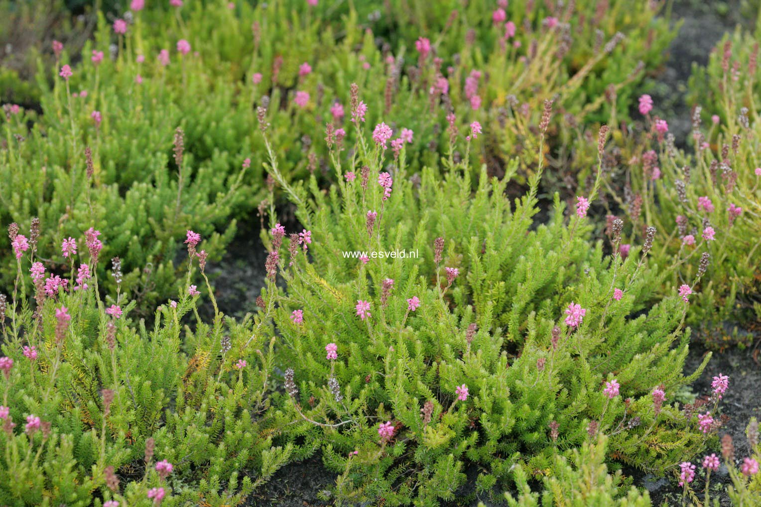 Erica spiculifolia 'Balkan Rose'