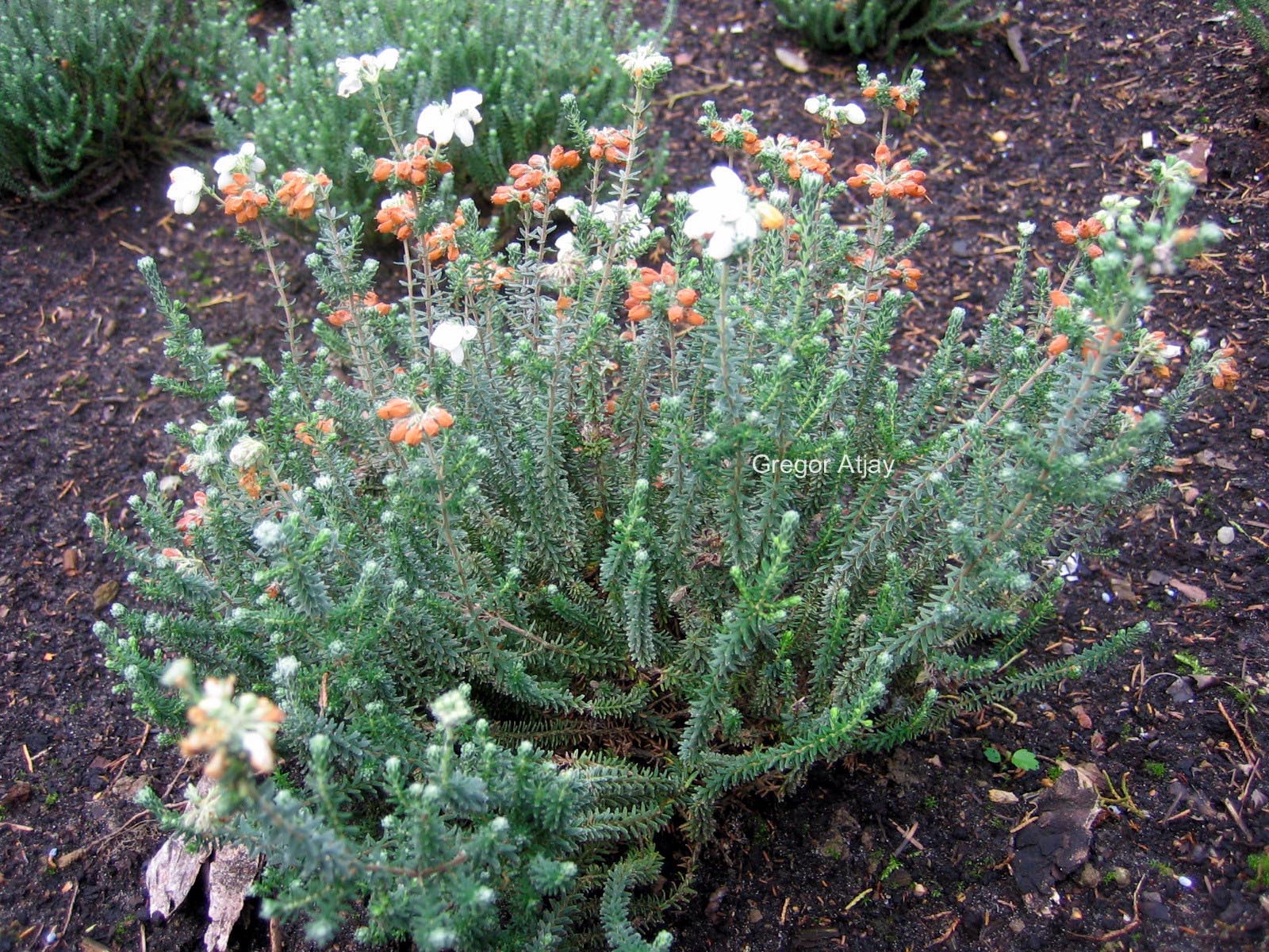 Erica tetralix 'Alba'