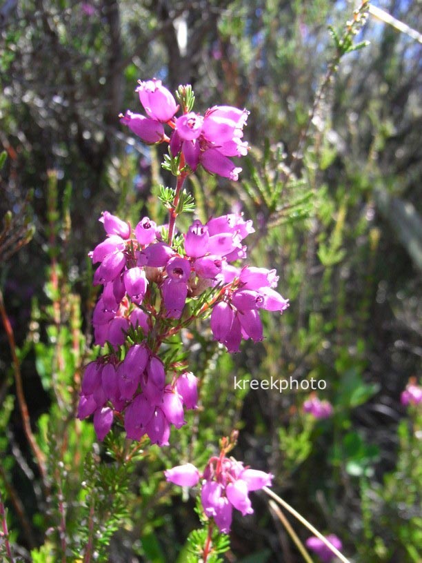 Erica tetralix