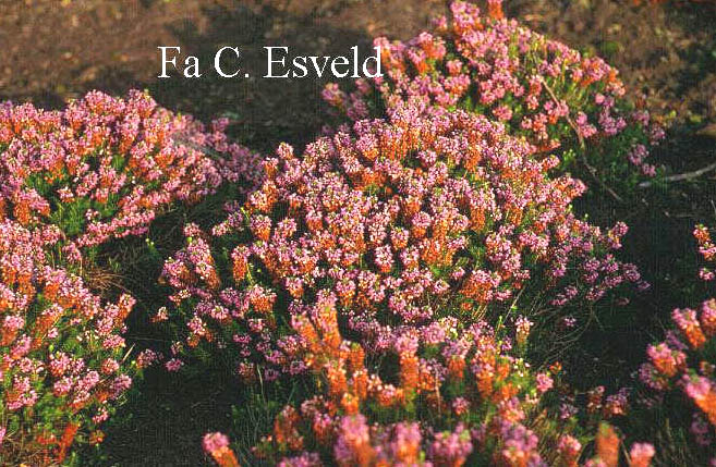 Erica vagans 'Fiddlestone'