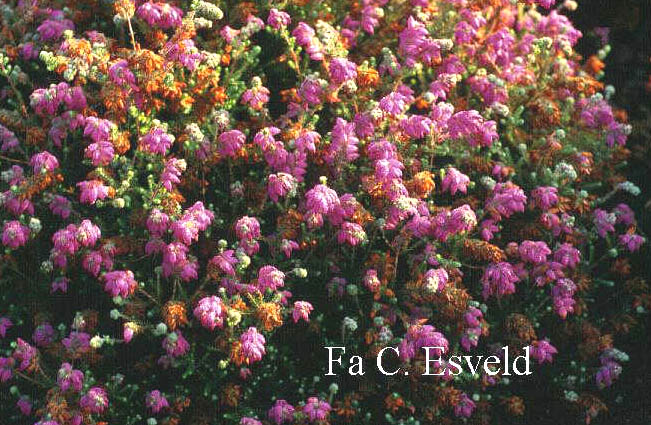 Erica watsonii 'Mary'