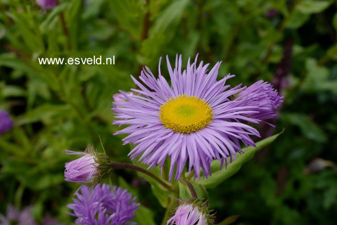 Erigeron 'Azure Beauty'