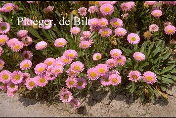 Erigeron 'Four Winds'