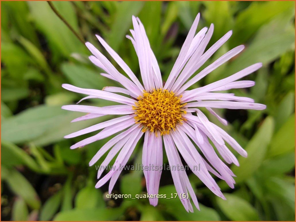 Erigeron 'Quakeress' (C1114)