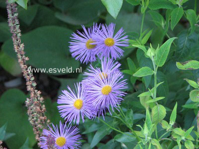 Erigeron 'Strahlenmeer' (84787)