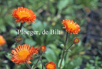 Erigeron aurantiacus Erigeron aurantiacus