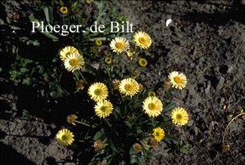 Erigeron aureus 'Canary Bird' Erigeron aureus 'Canary Bird'