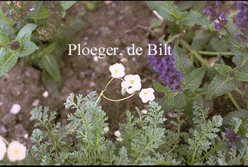 Erodium chrysanthum Erodium chrysanthum