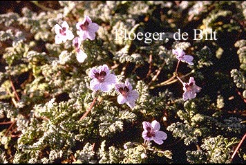 Erodium kolbianum 'Natasja' Erodium kolbianum 'Natasja'
