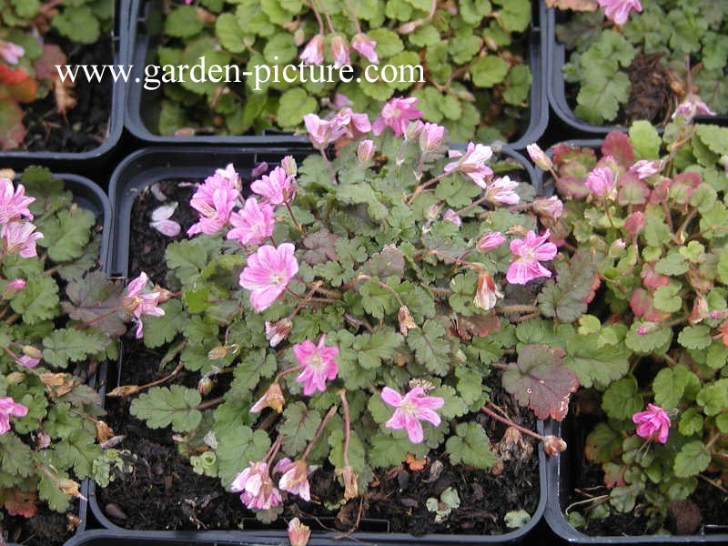 Erodium variabile 'Flore Pleno' Erodium variabile 'Flore Pleno'